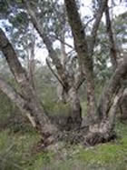 Coppice Regrowth in Victoria’s Box-Ironbark Forests - Concept ...